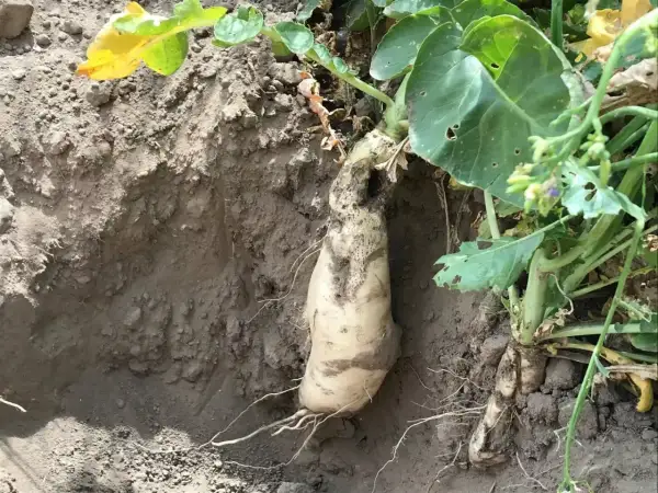Wyciągnięta z ziemi rzepa oleista, która stanowi cenny poplon. Jej biały korzeń jest widoczny wraz z zielonymi liśćmi.