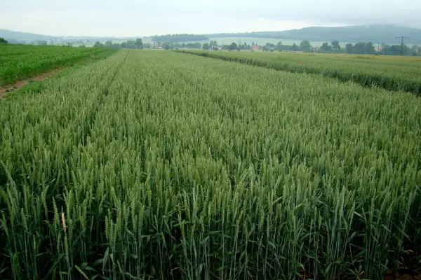 Zielone pole pszenicy, zapowiadające obfite plony. Widać, ile zboża z hektara można uzyskać przy dobrych warunkach.