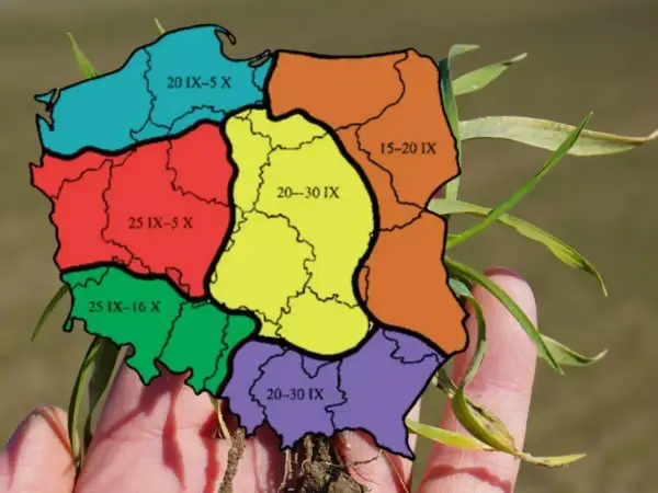 Mapa Polski podzielona na regiony z datami siewu pszenicy ozimej.