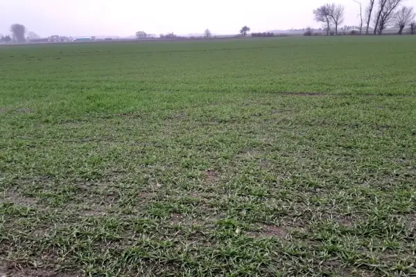 Zielone pole z młodymi roślinami, które dopiero rozpoczynają swój okres wegetacji. W oddali widać drzewa i zabudowania.