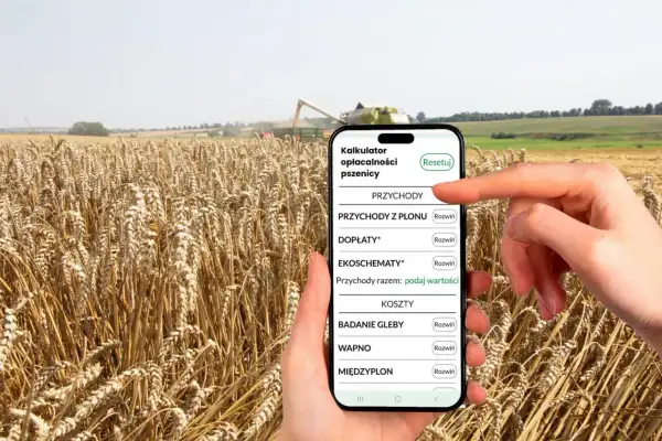 Pole pszenicy, kombajn w tle, dłoń trzymająca smartfon z kalkulatorem opłacalności pszenicy.