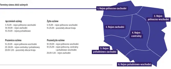 Mapa Polski podzielona na regiony z terminami siewu zbóż ozimych.