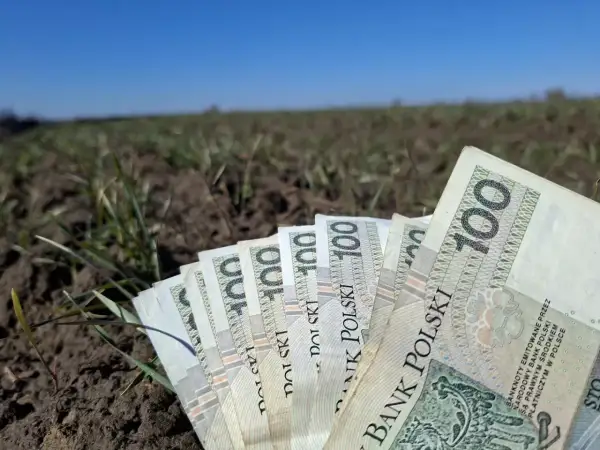 Polskie banknoty 100 zł leżące na ziemi z młodymi pędami roślin.