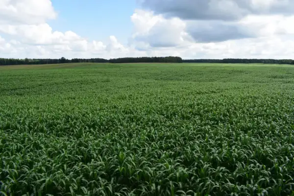 Rozległe pole zielonego **sorgo cukrowe** pod błękitnym niebem z chmurami.