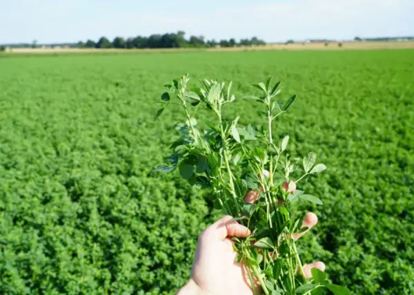 Dłoń trzymająca pęczek zielonej lucerny na tle pola lucerny.