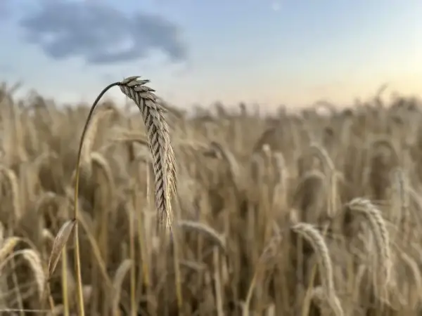Złote kłosy pszenicy na polu, w tle niebo. Obrazek symbolizuje aktualne ceny pszenicy i jej zbiory.