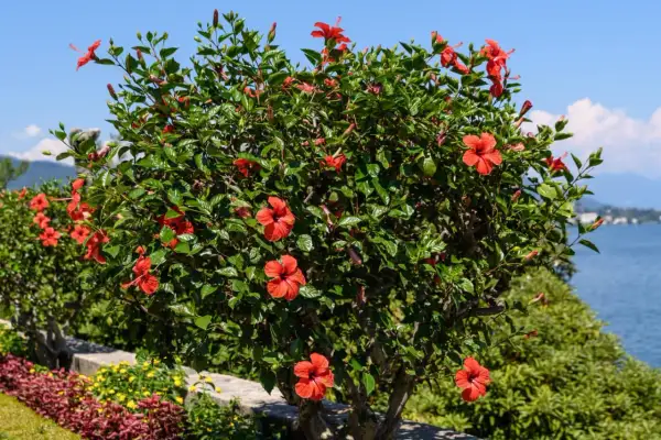 Krzew hibiskusa z licznymi czerwonymi kwiatami, piękne odmiany kwitnące nad jeziorem.