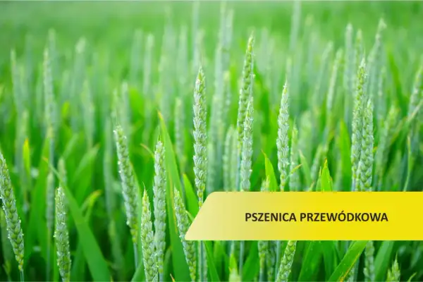 Zielone kłosy pszenicy przewódkowej na polu, w tle rozmyte łany.