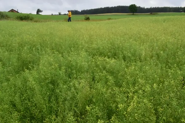 Pole lnianki siewnej z człowiekiem w żółtej kurtce w tle.